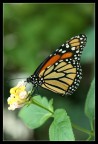 Farfallina