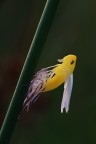 Baby cicadella