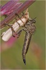 PREDA E PREDATORE