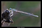 L'effervescenza naturale di una dama... 2!