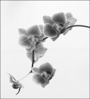 ............ ............