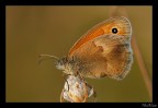 Coenonympha pamphilus 2 Coenonympha pamphilus 2