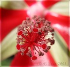 cuore di... fiore