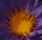 giallo e viola..in natura giallo e viola..in natura