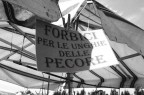unghie delle pecore ?!?!