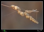 ...il secco dalle lunghe antenne...