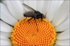 Mosca
