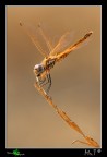 ....libellula e rametto chupa chups....
