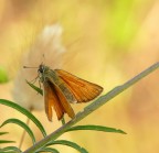 farfallina