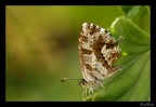 Cacyreus marshalli