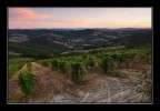 Vigne in buona salute...