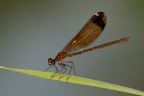 la damigella bruna