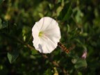 test macro s100fs.... com' difficile indovinare il fuoco! per un principiante!!! abbiate piet ;-)