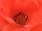 test macro s100fs