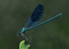 Calopteryx splendens