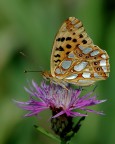 Issoria lathonia