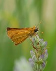 Ochlodes venatus