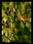 Macroglossum stellatarum