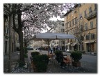 Lucca in fiore
