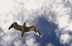 Il gabbiano in volo