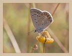 Polyommatus icarus  (femmina)