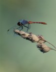 libellula 3