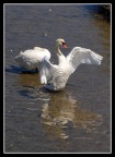 Cigni