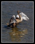 Giovane Cigno Giovane Cigno