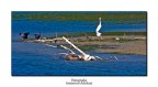 La lontra, l'airone e gli svassi