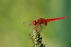 canon 450D + 1,4 x + 300 ef 4 L is 
Crocothemis-erythraea-Maschio