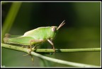 Arrabbiato