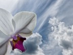 Scattata con una fotocamera "prosumer", esponendo l'orchidea al controluce del cieloe rischiarandola
con un leggero colpo di flash.