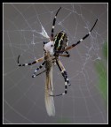 la dura legge della natura