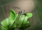 small spider