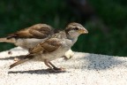 sigma 170-500
500mm
f/8
1/320 sec
iso 200