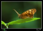 ....la dolce luce del bosco....