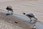 sigma 170-500
450mm
f/8
1/1000
iso-200