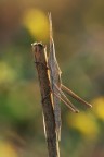 acrida ungarica