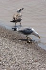 sigma 170-500
450mm
f/8
1/1000
iso-200