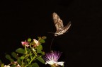 Agrius convolvuli