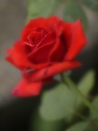 Rosa rossa