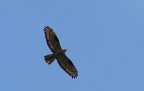 Poiana o Falco Pecchiaiolo ?