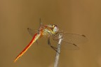 Sympetrum fonscolombii maschio
Canon 450D + 1,4 x + 300 ef 4 L is 200iso 1/620  F 8