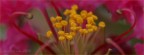 close_up