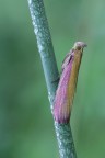 Falena