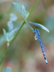 libellula 6