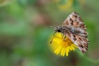 Erynnis tages