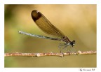 Libellula in riposo