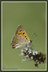 Licaena Phleas
