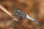 Orthetrum-coerulescens Orthetrum-coerulescens
